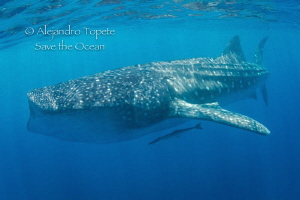 Whaleshark Time by Alejandro Topete 